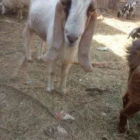 نری پاکستانی خیلی خیلی چاق|حیوانات مزرعه|گنبکی, |دیوار