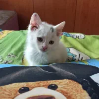 واگذاری رایگان بچه گربه