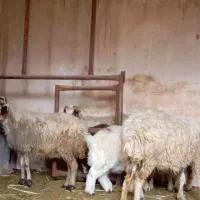 میش بره دار