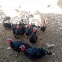 بوقلمون محلی