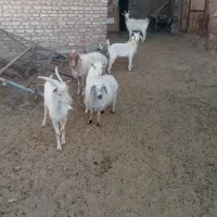 بز درگ درجه یک و۵عدد بزغاله نر سانن ۲عدد میش|حیوانات مزرعه|سرایان, |دیوار