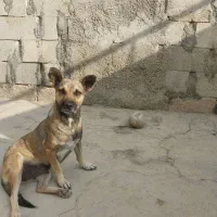 واگذاری‌سگ‌ پاکوتاه‌ماده