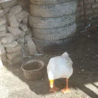 یکعددغوقازلیندااوکراینن|حیوانات مزرعه|گمیشان, |دیوار