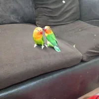 طوطی برزیلی فیشر با ۸ تا تخم