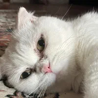 گربه برتیش اسکاتیش ماده|گربه|پرند, فاز ۴|دیوار