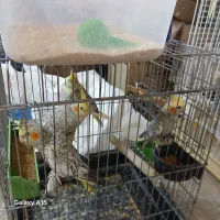 عروس هلندی مرواریدی گل باقالی و لوتینو
