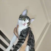 گربه