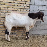 نربز پاکستانی  1/5 ساله|حیوانات مزرعه|قلندر آباد, |دیوار