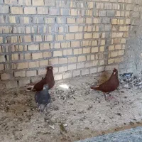 دمسفیدماده|پرنده|خرمشهر, |دیوار