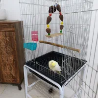 پرنده|پرنده|هشتگرد, هشتگرد قدیم|دیوار