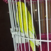 جفت جوجه مرغ عشق