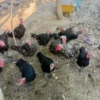 فروشبوقلمونمحلی۴ماهه