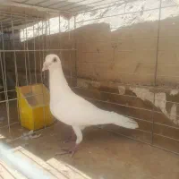 کفتر آلمانی