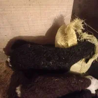 ی عدد بره ماده درجه یک سالم