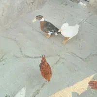 اردک|حیوانات مزرعه|ساوه, |دیوار