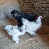 مرغ خروس برهما