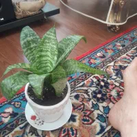 سیدی وکتاب آموزش گیتار۳۵۰وحلقه دورکمرنو۱۶۰|گیتار، بیس، امپلیفایر|همدان, |دیوار