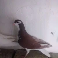 سه تا جنگ با دوتا نر فروشی|پرنده|زرند, |دیوار