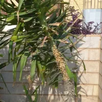 گل یوکا|گل و گیاه طبیعی|جهرم, |دیوار