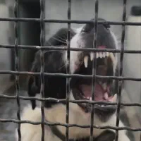 سگ نگهبان|سگ|بومهن, |دیوار