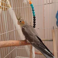 عروس هلندی|پرنده|رشت, سیا اسطلخ|دیوار