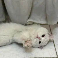 گربه نر آماده جفتگیری|گربه|اندیشه, اندیشه فاز ۱|دیوار