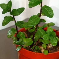 فروش ریزوم نعنا فلفلی و نشا توت فرنگی