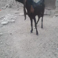 بز پاکستانی .کاموری