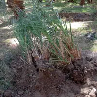 جونگ مضافتی خوب بفروش میرسد|گل و گیاه طبیعی|نرماشیر, |دیوار