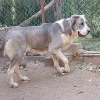 ماده الابای روس|سگ|تهران, منیریه|دیوار