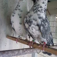 کبوتر ی جفت