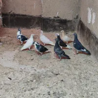 جوجه کبوتر آلمانی|پرنده|گلبهار, بیزکی|دیوار