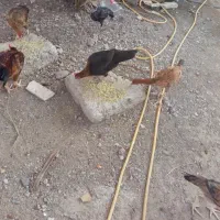 فروش مرغ و خروس دورگه  با قیمت مناسب