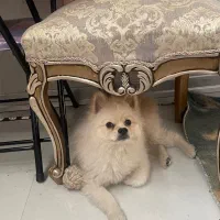 سگ پامر سفید شیری|سگ|اصفهان, خانه اصفهان|دیوار