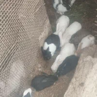 تعدادی حیوان