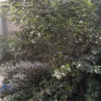 فروش-ملک