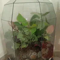 کاکتوس آفریقایی و گلدان تراریوم بزرگ|گل و گیاه طبیعی|تهران, عباسی|دیوار