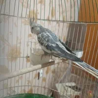 عروس هلندی جفت|پرنده|قرچک, مهدیه|دیوار