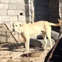 سگ پژدر