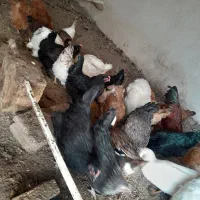 مرغ  محلی|حیوانات مزرعه|شبستر, |دیوار