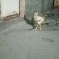 جوجه خوروس لاری