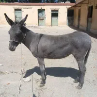 خر الاغ ماده جوان|حیوانات مزرعه|هشتگرد, گلسار|دیوار