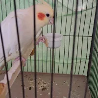 عروس هلندی گمشده