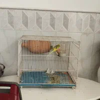 مرغ عشق جفت با قفس و لوازم همه با هم ۵۰۰|پرنده|نیشابور, شهرک اندیشه|دیوار