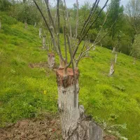 هرس و انواع پیوند درختان