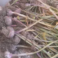 سیر قرمز