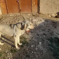 سگ نژاد دار