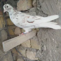 کفتر پرشی شمرونی