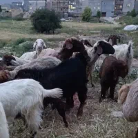 بزغاله نر