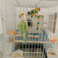 طوطی برزیلی